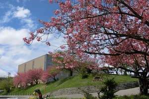 小樽公园图片
