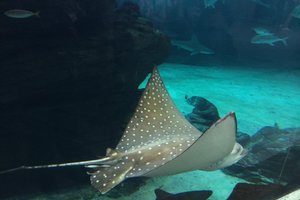 神户市立须磨海滨水族园旅游攻略