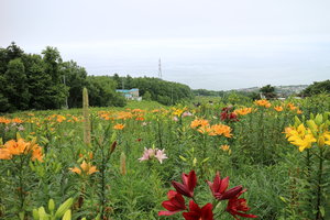 ONZE春香山百合园图片