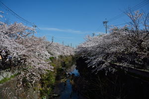 山崎川四季之路旅游攻略