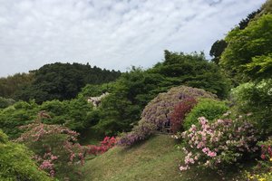 河内藤园旅游攻略