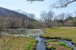 箱根湿生花园图片