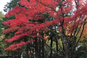 見晴公園图片