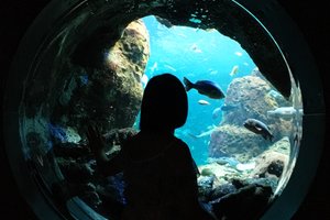 新江之岛水族馆图片