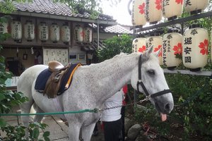 县神社旅游攻略