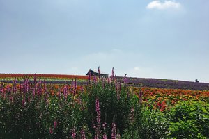 富良野熏衣草花田图片