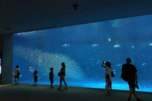 鹿儿岛水族馆图片