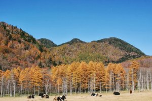 光德牧场旅游攻略