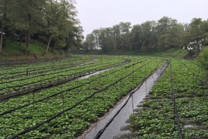 大王山葵农场旅游攻略