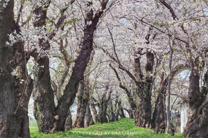 桧木内川堤旅游攻略