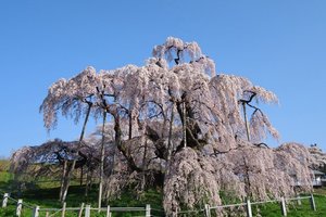 三春泷樱图片