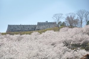 二本松城址(霞城公园)图片