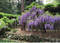 奈良万叶植物园简介