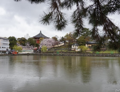 奈良猿泽池图片