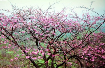 冲绳八重岳山