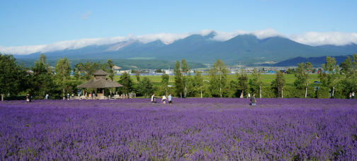 北海道富田农场