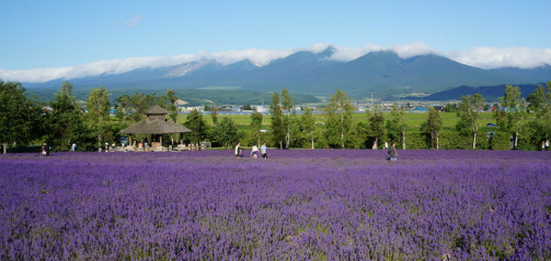 富良野富田农场