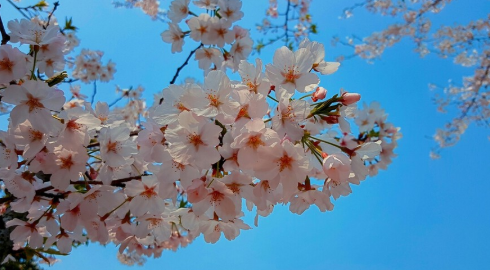 四月日本旅游照片